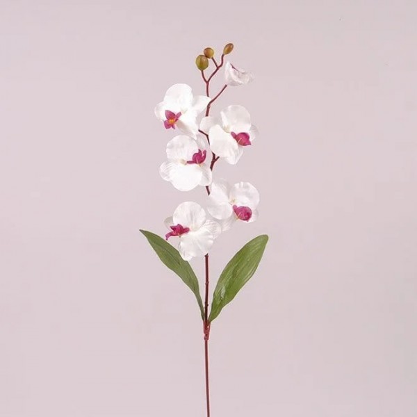 Цветок Фаленопсис Flora белый с бордовой серединкой 73014