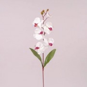 Цветок Фаленопсис Flora белый с бордовой серединкой 73014