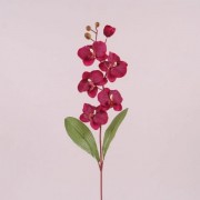 Цветок Фаленопсис Flora бордовый 73021