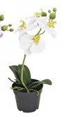 Орхидея Фаленопсис искусственная в пластиковом горшочке 15X6X17см Present 10018406 Белый