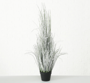 Декоративна рослина Рresent (трава) в горщику h116см 1015610