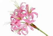 Набор декоративных цветков Лилии Нерины Bon 709-442, 56см, цвет - розовый, 12 шт