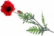 Набір декоративних квітів Мака Bon 709-117, 96см, колір - червоний, 18 шт.