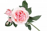 Набір декоративних гілок квітів Англійської троянди Bon 709-459, 50см, колір - рожевий, 12 шт.
