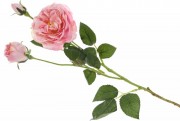 Набор декоративных цветков Розы Bon 709-458 с бутонами, 58см, цвет - розовый, 12 шт