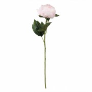 Півонія Ласка, рожева, 66 см (6018-060) Elso
