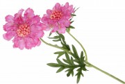Декоративная ветка Bonadi розовый