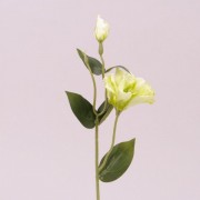 Цветок Эустома Flora зеленый 72057