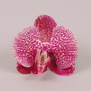 Головка Орхидеи Flora Фаленопсис из латекса тигровая 23851