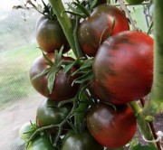 Семена томат Черный Принц ТМ Агроном ТД Гекса-Украина 30 шт. 01-25-167