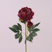 Цветок Пион бордовый  Flora 73093