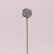 Квітка часнику Flora біло-фіолетовий 72883
