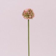 Квітка часнику біло-рожева Flora 72882