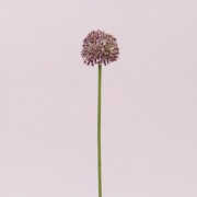 Квітка Часнику біло-бордова Flora 72885