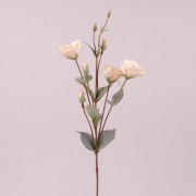 Цветок Эустома персиковый  Flora 73048