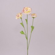 Цветок Ранункулюс кремово-фиолетовый Flora 70716