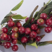 Ветка с ягодами крупного глода красная 3792-5