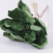 Магнолия бархатная (зеленая dkgr-01) 2638-2