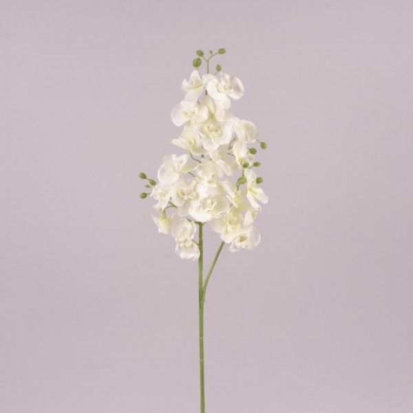 Цветок Фаленопсис кремовый Flora 71984