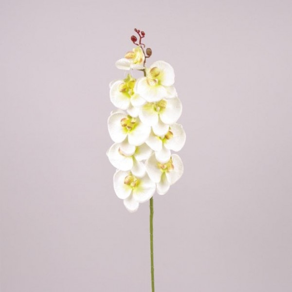 Цветок Фаленопсис бело-зеленый Flora 71221