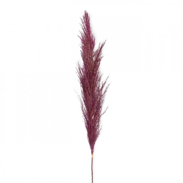 Трава пампасна натуральна фіолетова 110 см. Flora 73161