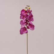 Цветок Фаленопсис фиолетовый Flora 72607