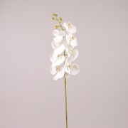 Цветок Фаленопсис белый Flora 72622