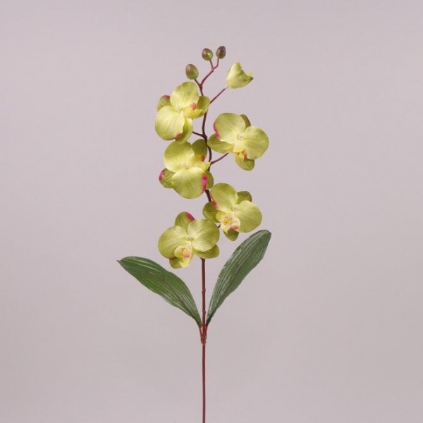 Квітка Фаленопсис оливкова Flora 72130