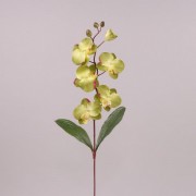 Цветок Фаленопсис оливковый Flora 72130
