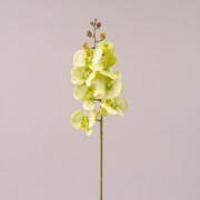 Цветок Фаленопсис зеленый Flora 72609