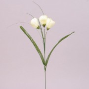 Цветок Крокус Flora  кремовый 73277